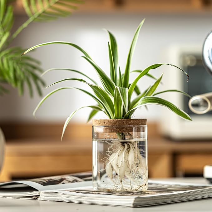 Glass Plant Propagation Stations - Image 5