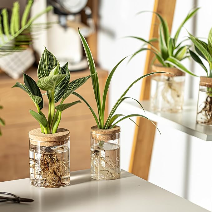 Glass Plant Propagation Stations - Image 9